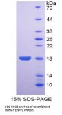 Human Ectonucleotide Pyrophosphatase/Phosphodiesterase 1 (ENPP1) Protein