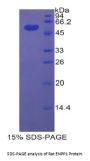 Rat Ectonucleotide Pyrophosphatase/Phosphodiesterase 1 (ENPP1) Protein