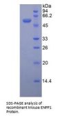 Mouse Ectonucleotide Pyrophosphatase/Phosphodiesterase 1 (ENPP1) Protein