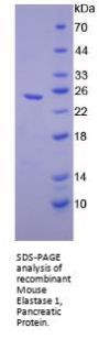 Mouse Chymotrypsin Like Elastase Family Member 1 (CELA1) Protein