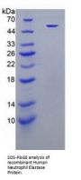 Human Neutrophil Elastase / ELA2 (ELANE) Protein