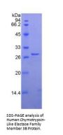 Human Chymotrypsin-Like Elastase Family Member 3B (CELA3B) Protein