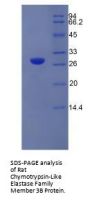 Rat Chymotrypsin-Like Elastase Family Member 3B (CELA3B) Protein