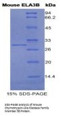 Mouse Chymotrypsin-Like Elastase Family Member 3B (CELA3B) Protein