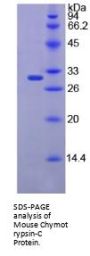 Mouse Chymotrypsin-C (CTRC) Protein