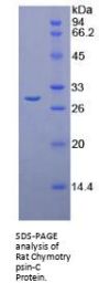 Rat Chymotrypsin-C (CTRC) Protein