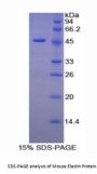 Mouse Elastin (ELN) Protein