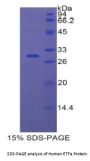 Human Electron Transfer Flavoprotein Alpha Polypeptide (ETFa) Protein