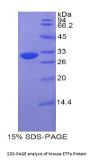 Mouse Electron Transfer Flavoprotein Alpha Polypeptide (ETFa) Protein