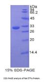 Rat Electron Transfer Flavoprotein Alpha Polypeptide (ETFa) Protein