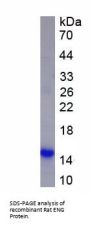 Rat Endoglin / CD105 (ENG) Protein