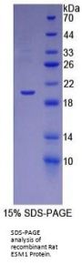 Rat Endothelial Cell-Specific Molecule 1 / Endocan (ESM1) Protein