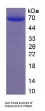 Mouse Endothelial Cell-Specific Molecule 1 / Endocan (ESM1) Protein