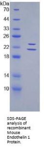 Mouse Endothelin 1 (EDN1) Protein