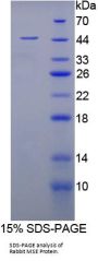 Rabbit Enolase, Muscle Specific (MSE) Protein