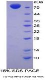 Chicken Enolase, Muscle Specific (MSE) Protein