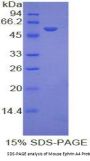 Mouse Ephrin A4 (EFNA4) Protein