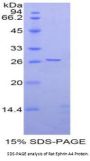 Rat Ephrin A4 (EFNA4) Protein