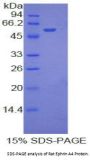 Rat Ephrin A4 (EFNA4) Protein