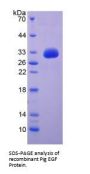 Pig Epidermal Growth Factor (EGF) Protein