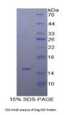 Dog Epidermal Growth Factor (EGF) Protein