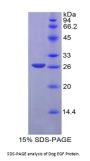 Dog Epidermal Growth Factor (EGF) Protein