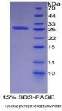 Mouse Receptor Tyrosine-Protein Kinase ErbB-2 (ERBB2) Protein