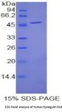 Human Epiregulin (EREG) Protein