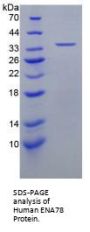 Human C-X-C Motif Chemokine 5 / ENA-78 (CXCL5) Protein