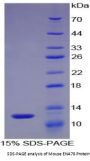 Mouse C-X-C Motif Chemokine 5 / ENA-78 (CXCL5) Protein