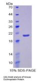 Mouse Erythropoietin (EPO) Protein