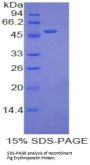 Pig Erythropoietin (EPO) Protein