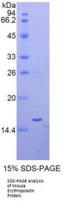 Mouse Erythropoietin (EPO) Protein