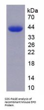 Mouse Erythropoietin (EPO) Protein