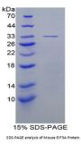 Mouse Eukaryotic Translation Initiation Factor 3A (EIF3A) Protein