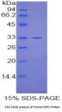 Human Mitogen-Activated Protein Kinase 1 / ERK2 (MAPK1) Protein