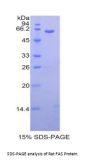 Rat TNF Receptor Superfamily Member 6 / CD95 / TNFRSF6 (FAS) Protein