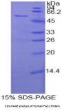 Human Factor Related Apoptosis Ligand (FASL) Protein