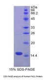 Human Factor Related Apoptosis Ligand (FASL) Protein