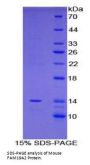 Mouse Family With Sequence Similarity 19, Member A2 (FAM19A2) Protein