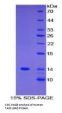 Human Family With Sequence Similarity 19, Member A3 (FAM19A3) Protein