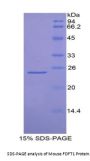 Mouse Farnesyl Diphosphate Farnesyltransferase 1 (FDFT1) Protein