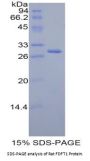 Rat Farnesyl Diphosphate Farnesyltransferase 1 (FDFT1) Protein