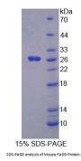 Mouse Fas Associating Death Domain Containing Protein (FADD) Protein