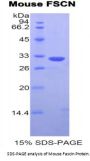 Mouse Fascin (FSCN) Protein