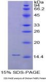 Chicken Fatty Acid Binding Protein 1, Liver (FABP1) Protein