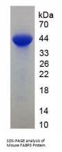 Mouse Fatty Acid Binding Protein 3, Muscle And Heart (FABP3) Protein