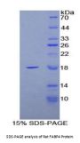Rat Fatty Acid Binding Protein 4, Adipocyte (FABP4) Protein