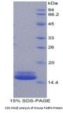 Mouse Fatty Acid Binding Protein 4, Adipocyte (FABP4) Protein