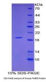 Mouse Fatty Acid Binding Protein 9, Testis (FABP9) Protein